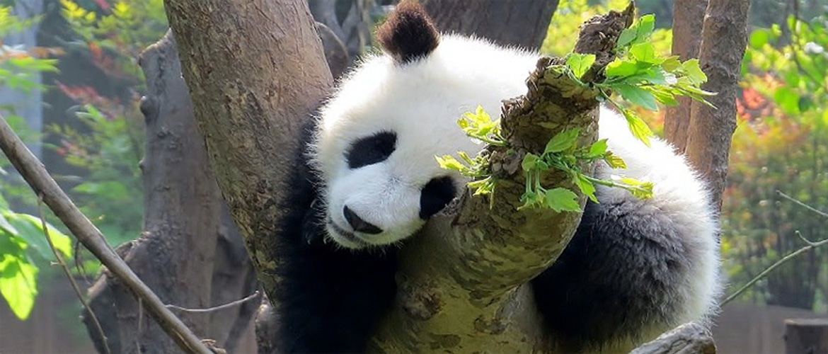 Panda Research Center, Chengdu