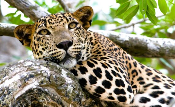 Sri Lanka Tours from Canada